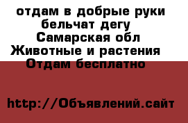 отдам в добрые руки бельчат дегу - Самарская обл. Животные и растения » Отдам бесплатно   